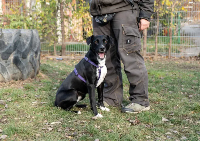 Ein Hund sitzt neben seiner Betreuungsperson