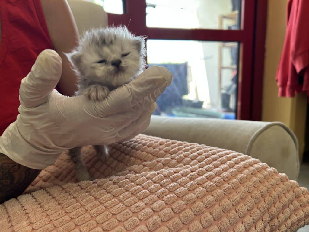 Ein junges Kätzchen wird von Tierschutz Austria versorgt
