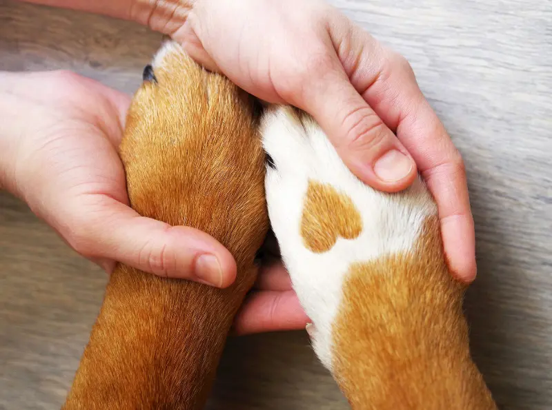 Zwei Meerschweinchen werden behutsam gehalten