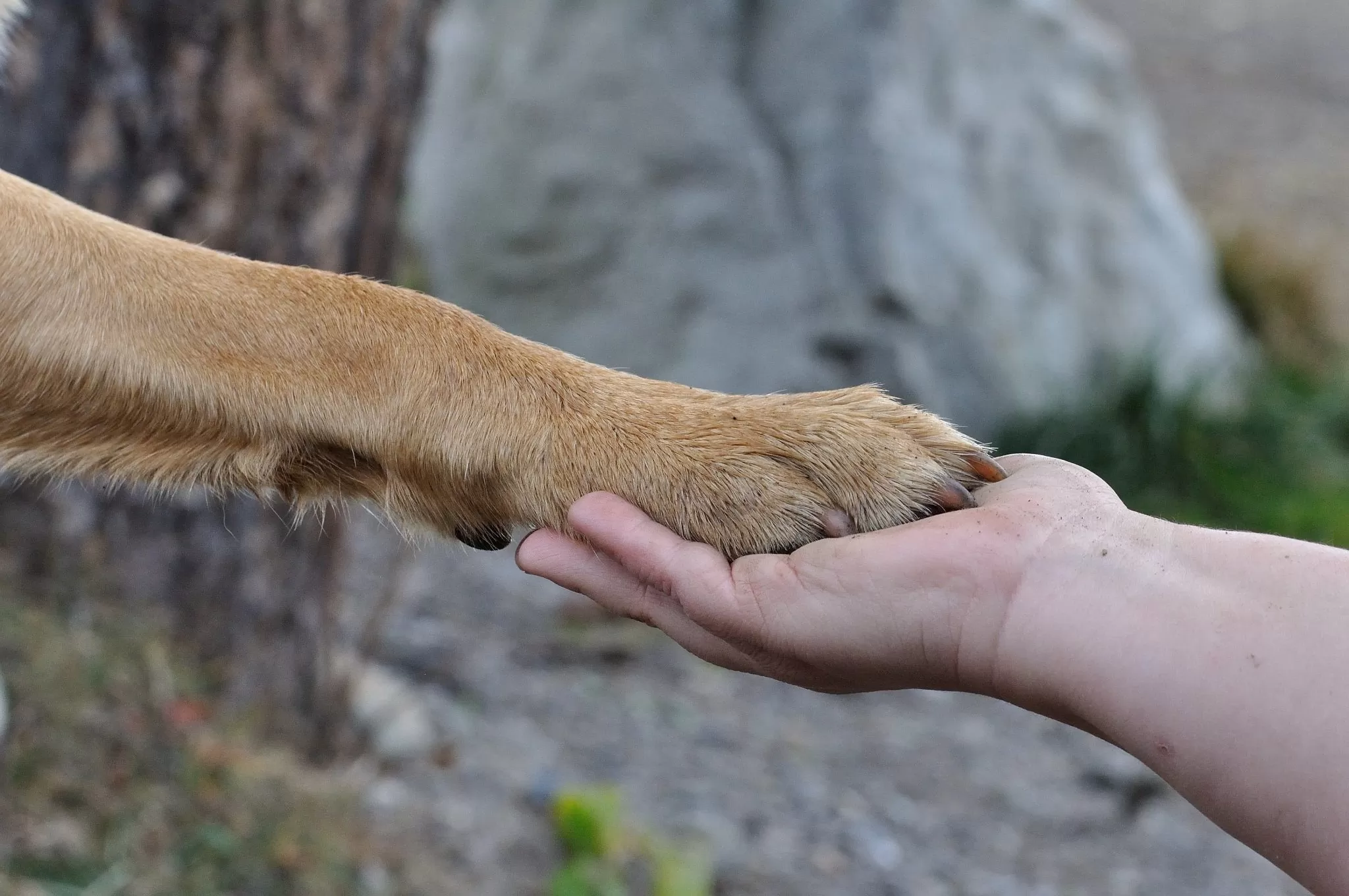 Une patte de chien repose avec confiance dans une main humaine