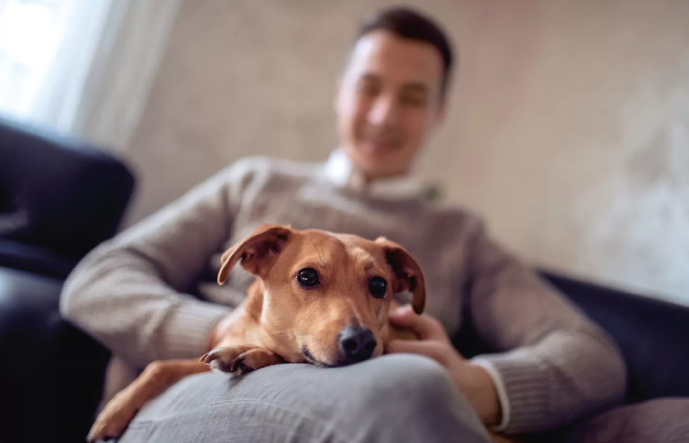 Un chien adopté se repose sur les genoux de sa personne de référence