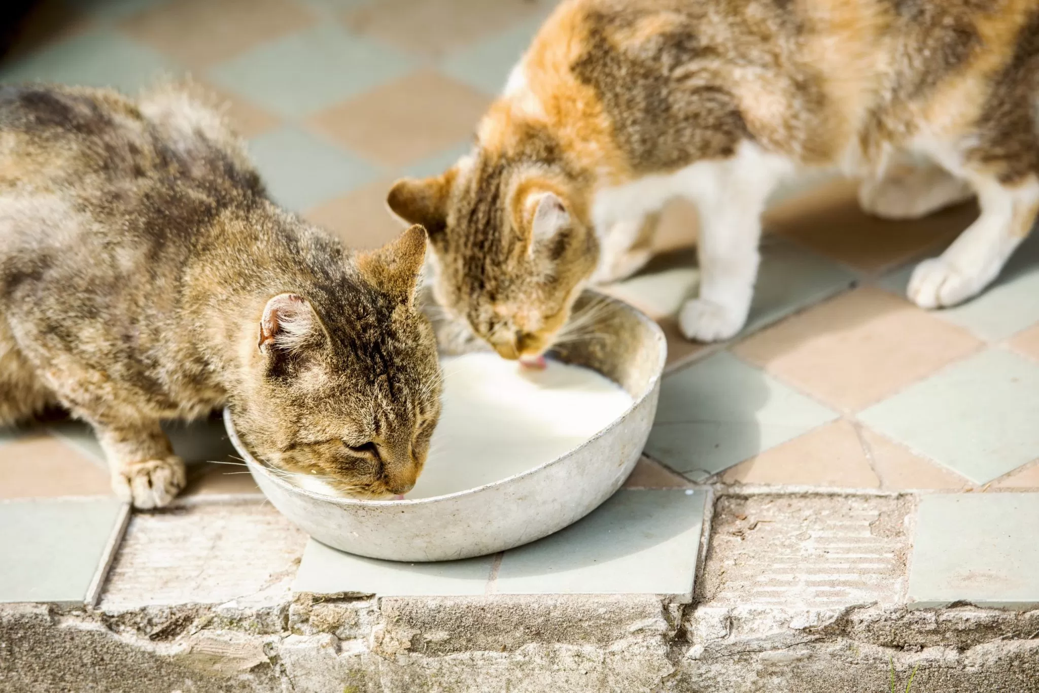 Drei Katzen trinken gemeinsam aus einer Schale