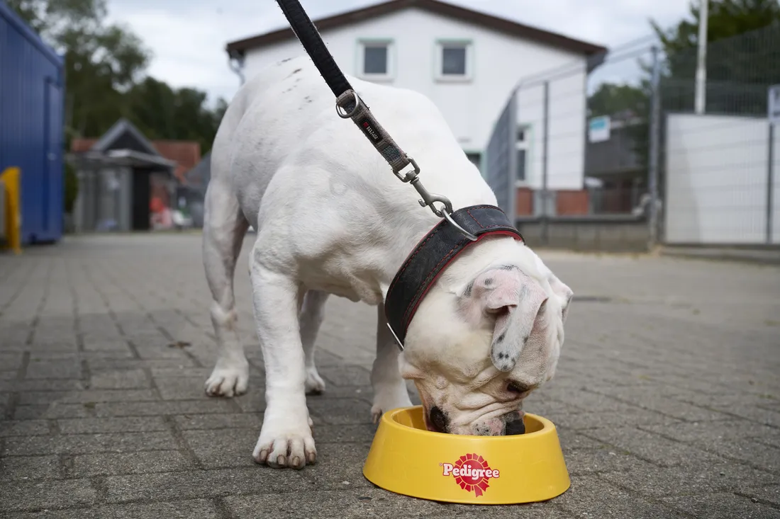 Hund frisst aus einem Pedigree-Napf im Tierheimhof