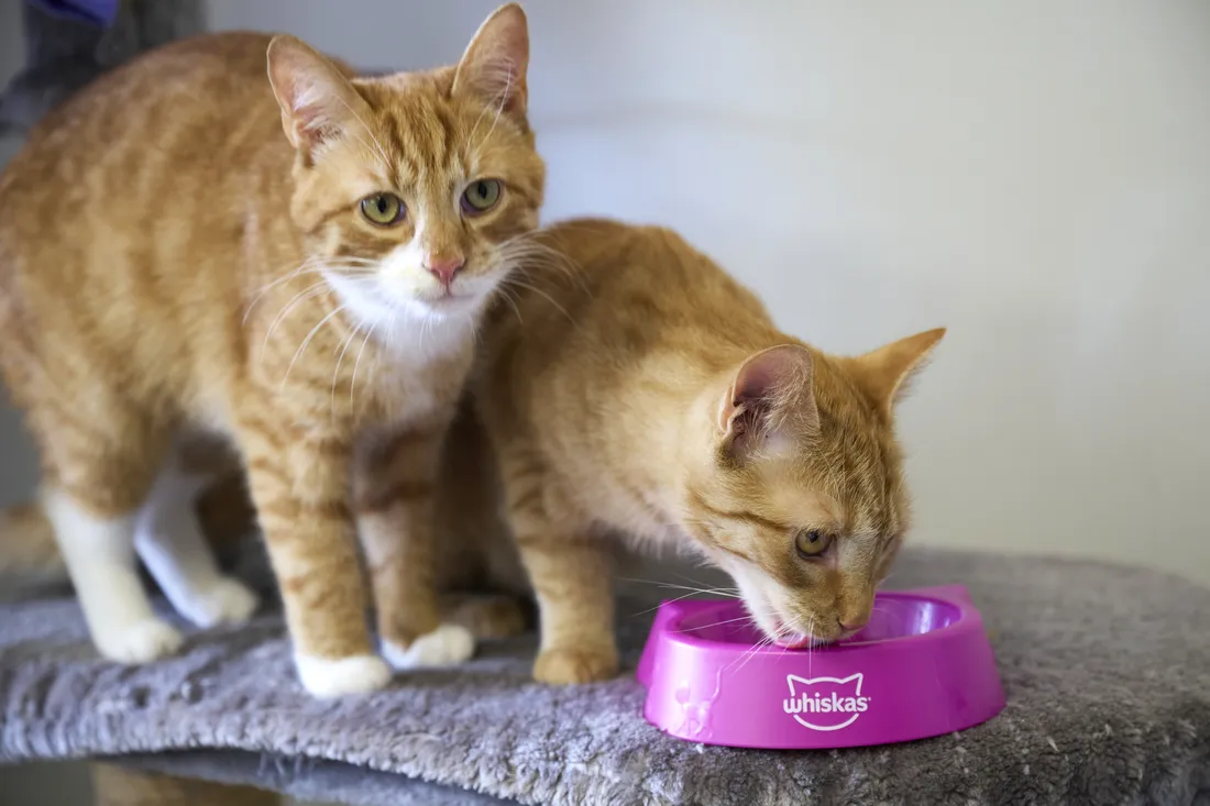 Zwei Katzen fressen aus einem Whiskas-Napf